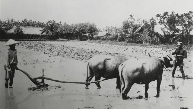 Đất làng cổ việt nam giới nam giới