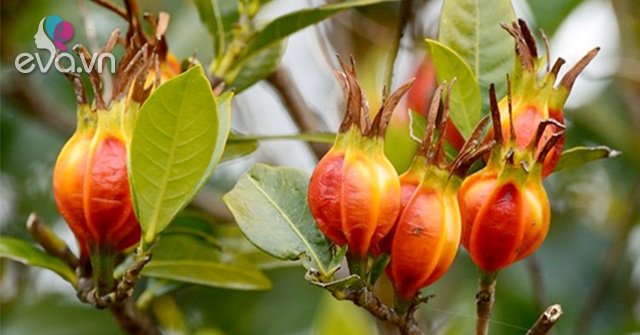 Gardenia – Phân loại, đặc điểm, cách trồng và chăm sóc cực tốt