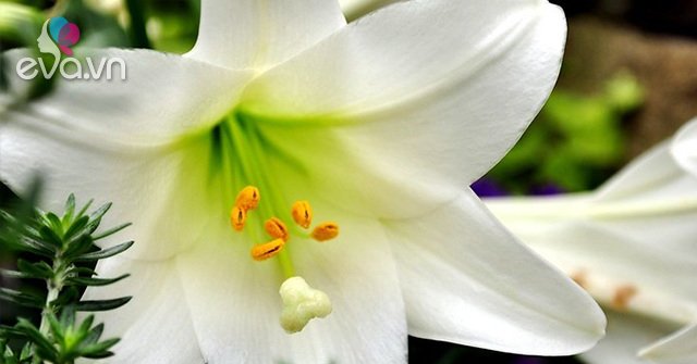 Hoa loa kèn sở hữu tức là gì?  Cách trồng và chăm sóc hoa nở xinh