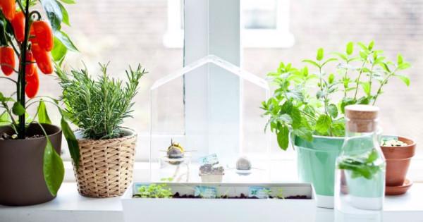 Vị trí đặt cây hợp phong thủy mang lại tài lộc, lộc may cho gia chủ