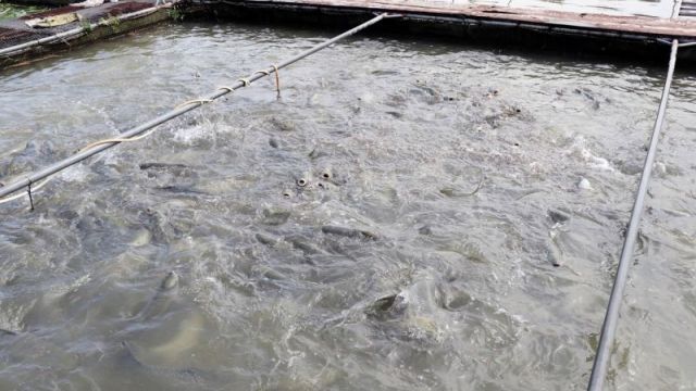 Bắc Ninh tăng cường phòng, chống một số trong những dịch bệnh nguy hiểm bên trên thủy sản nuôi
