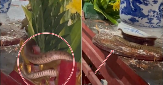 Clip rắn bò lên bàn thờ khiến cho cho nhiều người sợ hãi, thầy phong thủy cho rằng bát hương đặt ko đúng vị trí lại càng sợ