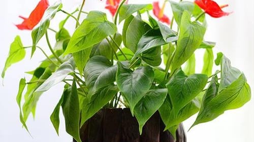 5 loại cây cảnh đưa tới vượng khí tài lộc, giúp gia chủ dồi dào sức khỏe, làm ăn phát đạt