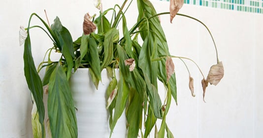 sở hữu 7 dấu hiệu trong nhà cho biết tai họa từ bên trên trời rơi xuống