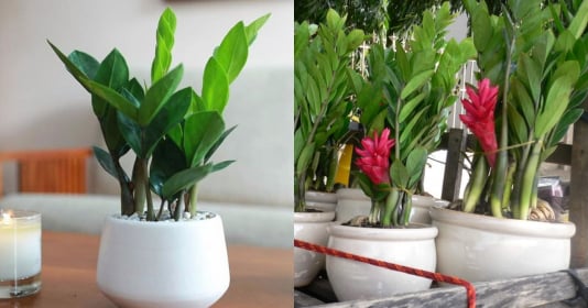 3 loại cây nghe tên đã thấy tiền, nhà giàu thích trồng tại nhà