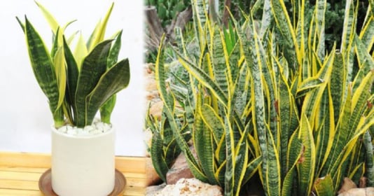 Tháng ma nên đặt một chậu trong nhà