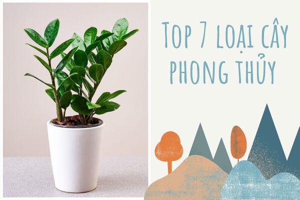 Top 7 loại cây phong thủy trồng giúp cuốn hút vượng khí cho gia chủ