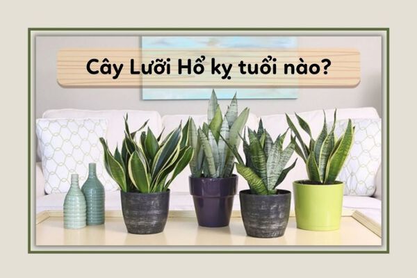 Tuổi nào, tuổi nào thì yêu thích với cây lưỡi cọp?