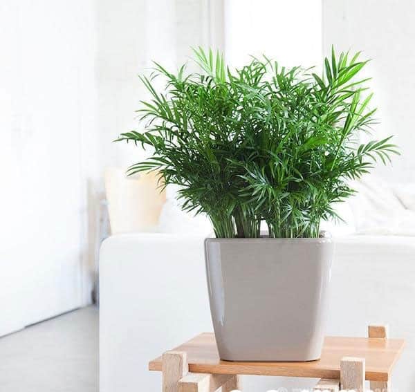 5 loại cây cảnh không chỉ làm đẹp tại nhà mà còn giảm dị ứng do độc tố trong không khí - Ảnh 2.
