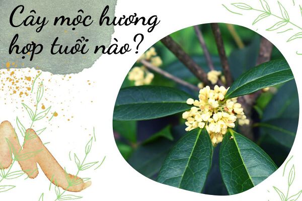 Cây gỗ hương thích hợp với tuổi nào, mệnh gì?  Vị trí trồng cây chuẩn chỉnh phong thủy