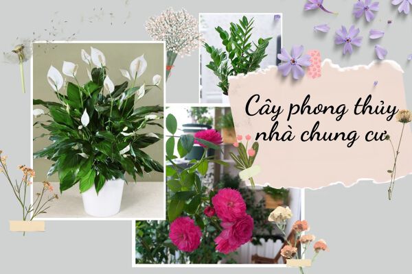 Top 5 loại cây phong thủy trong nhà chung cư giúp hút tài lộc cực tốt