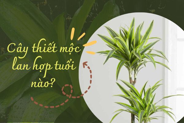 Xác định đúng phương pháp để ‘rước’ tài lộc vào nhà