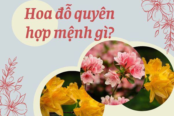Số phận của hoa đỗ vũ như thế nào?  Gợi ý vị trí trồng hoa hợp phong thủy