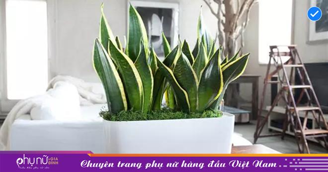 3 loại cây trồng trong nhà vừa xinh, vừa tốt hơn máy lọc ko gian, vừa mang lại nhiều tiện dụng tích cực cho gia chủ
