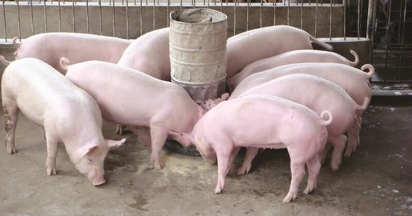 BAF Nông nghiệp tiếp tục huy động 600 tỷ đồng từ trái phiếu chuyển đổi