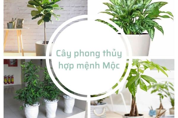 Cây phong thủy hàng đầu mệnh Mộc giúp đón màu đỏ lộc may, tài lộc