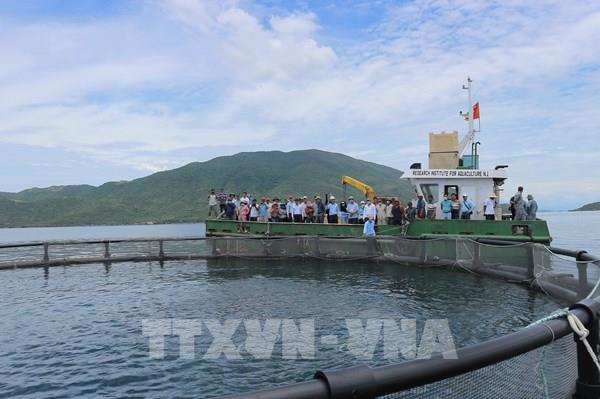 Khánh Hòa phát triển nuôi đại dương technology cao