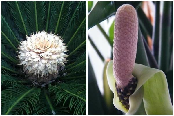4 loại cây chợt dưng nở hoa báo hiệu Thần Tài gõ cửa
