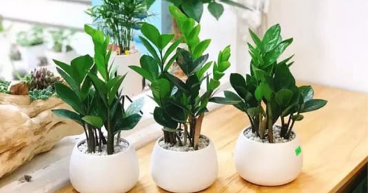 5 loại cây cảnh hút tài lộc uy lực, giúp gia chủ tiền vào như nước, phúc khí vô bờ