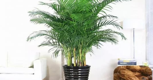 5 loại cây cảnh xua đuổi tà khí, hút tài lộc nhất, trồng một cây là đủ 3 đời hưởng lộc