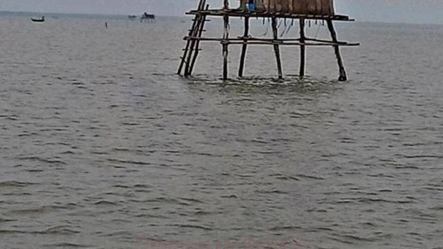 Hải Phòng: Kiên quyết xử lý dứt điểm hoạt động nuôi ngao trái phép