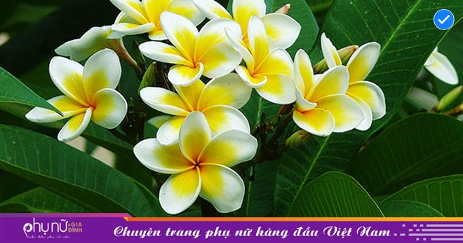 Những loại cây cảnh này mang ý nghĩa âm, liên quan tới đoạn đường công danh và sức khỏe nên ko tương thích trồng trong nhà