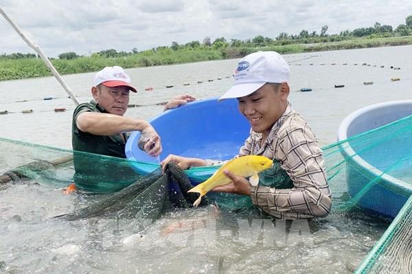 Ngành nông nghiệp đẩy nhanh chóng sinh sản vượt kế hoạch