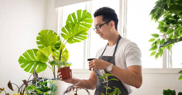 9 loại cây cảnh thích thống nhất cho nhà thế hệ, lọc sạch sẽ bụi bẩn, chất độc hại, làm sạch sẽ ko gian