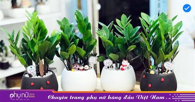 Cách đặt cây kim tiền chuẩn chỉnh phong thủy hút tài lộc vào như nước, sự nghiệp vững bền, gia đình yên ấm.