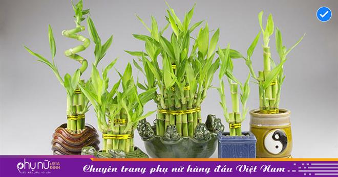 Vị trí đặt cây trúc trong nhà giúp phong thủy gia đình hưng thịnh, hút tài lộc, tránh tai ương.
