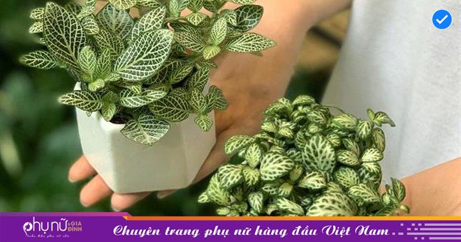 4 loại cây cảnh đặt trong nhà giúp gia chủ làm ăn phát đạt