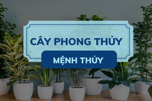 méc game thủ những loại cây phong thủy hợp mệnh giúp ‘hút’ mỗi tài lộc vào nhà