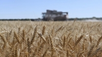 Thương vụ ngũ cốc: Nga 'dọn đường' đưa lúa mì ra thế giới, trụ cột kinh tế Mocow được bảo vệ