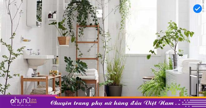 Đặt cây cảnh ở vị trí nào trong nhà giúp gia chủ phát tài, lộc đầy nhà, tiền tiêu mãi ko hết.