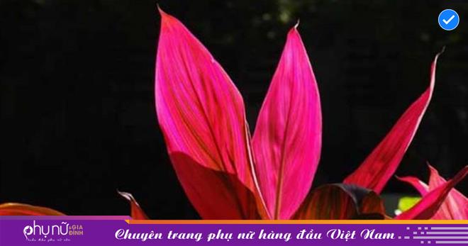 Vừa lôi cuốn lộc may, xua đuổi tà ma, vừa tương trợ sức khỏe nên loại cây này đang được những gia chủ truy lùng ráo riết!
