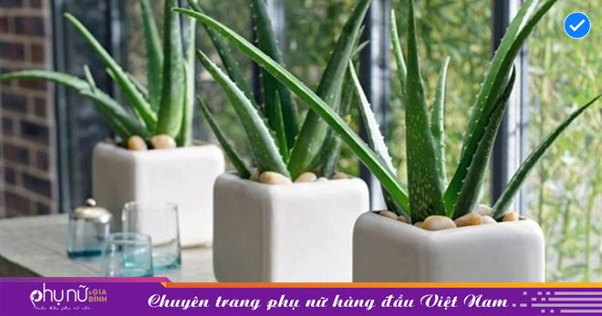 Giữ 4 loại cây cảnh này trong nhà còn tốt hơn cả chục lần bỏ tiền ra tậu máy lọc ko gian, lại còn tốt cho phong thủy nhà nữa!